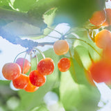 【期間限定】生チョコレート"桜さくらんぼ"