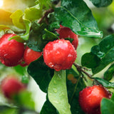 【期間限定】生チョコレート"ACEROLA / アセローラ"