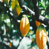 【数量限定】生ガトーショコラ Terroir Collection No.1