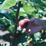 生チョコレート"FIG / いちじく"