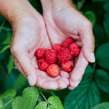 【ホワイトデー限定】生チョコレート"ホワイトフランボワーズ"