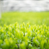 ハナレモナカ 抹茶 5個入り