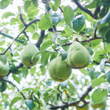 【期間限定】生チョコレート"RESPECT / ル・レクチェ"