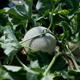 【期間限定】生チョコレート "MAGNIFIQUE /メロン"