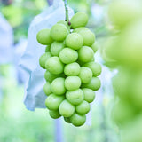 2025 ショコラ・コキーユ "MUSCAT / マスカット"