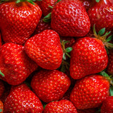 【クリスマス限定】生チョコレート "AURORA / ホワイトあまおう"