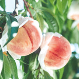 生チョコレート"LOVE / 白桃"