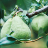 【母の日限定】生チョコレートMERCI & RESPECT