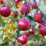 【期間限定】生チョコレート"EROS / シードル"