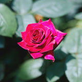 【クリスマス限定】生チョコレート "SNOW / オリジナルビター"