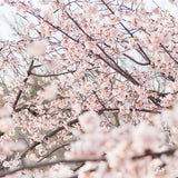 【期間限定】生チョコレート"桜さくらんぼ"