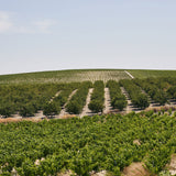 生チョコレート"PARADISE / シェリー"