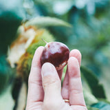 【期間限定】生チョコレート"MARRON / 和栗"