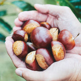 【期間限定】ハナレモチ 和栗 6個入り