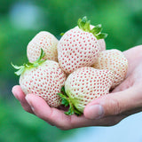 【期間限定】ホワイトデー GIFT BOX