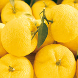 生チョコレート"YUZU"