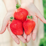 2022【期間限定】CHOCOLATE BANKバウムクーヘン あまおう