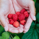 生チョコレート"BUTTERFLY / フランボワーズ"