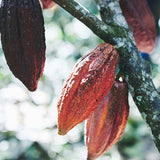 BANK BonBon ビター