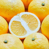 【期間限定】生ガトーショコラ & MUSICAL生チョコレート2種 BOX