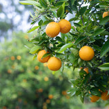 生チョコレート"SUNSET / バレンシアオレンジ"