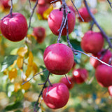 【期間限定】生チョコレート"RINGO / りんご"