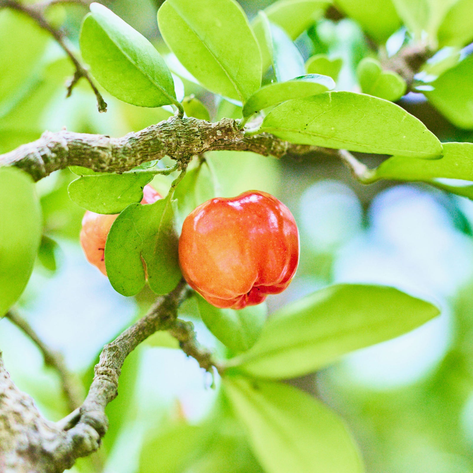 期間限定】リッチ生チョコタルト アセローラチェリー3個｜メゾンカカオ