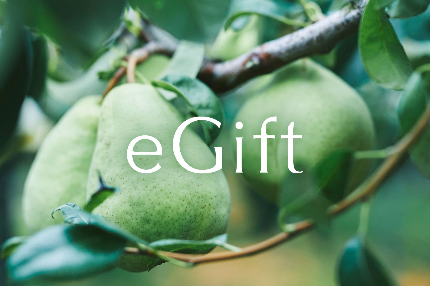 “メゾンカカオのeギフト”