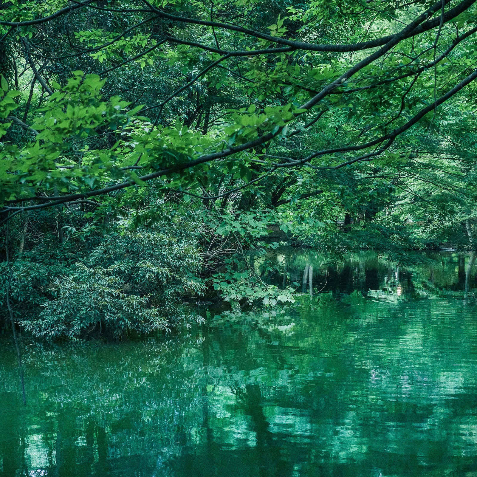 nature_1920_1600x.jpg?v=1701936122