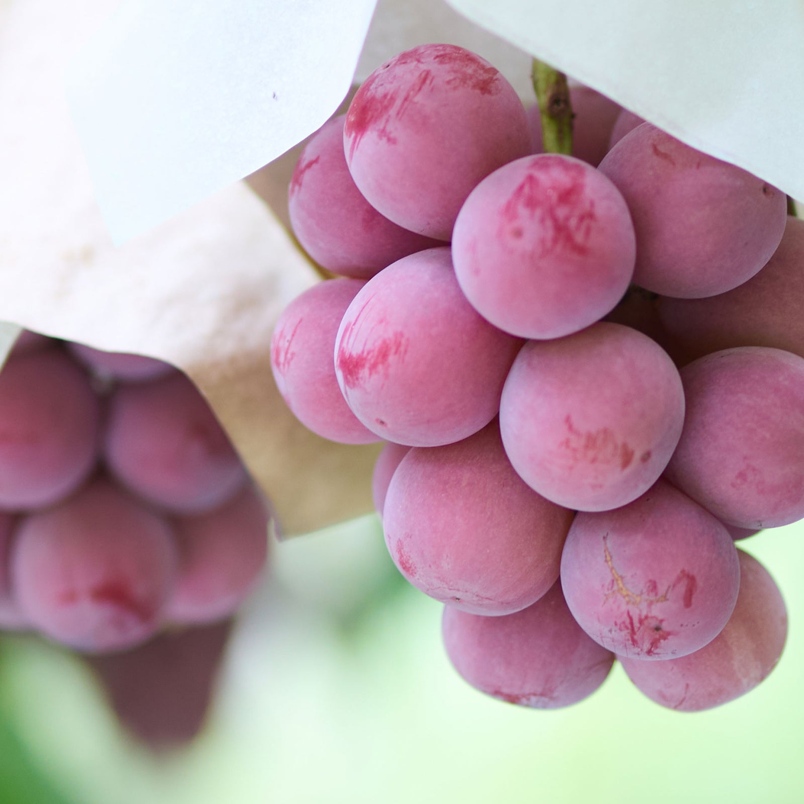 生チョコレート